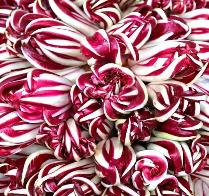 radicchio-lungo-rosso-