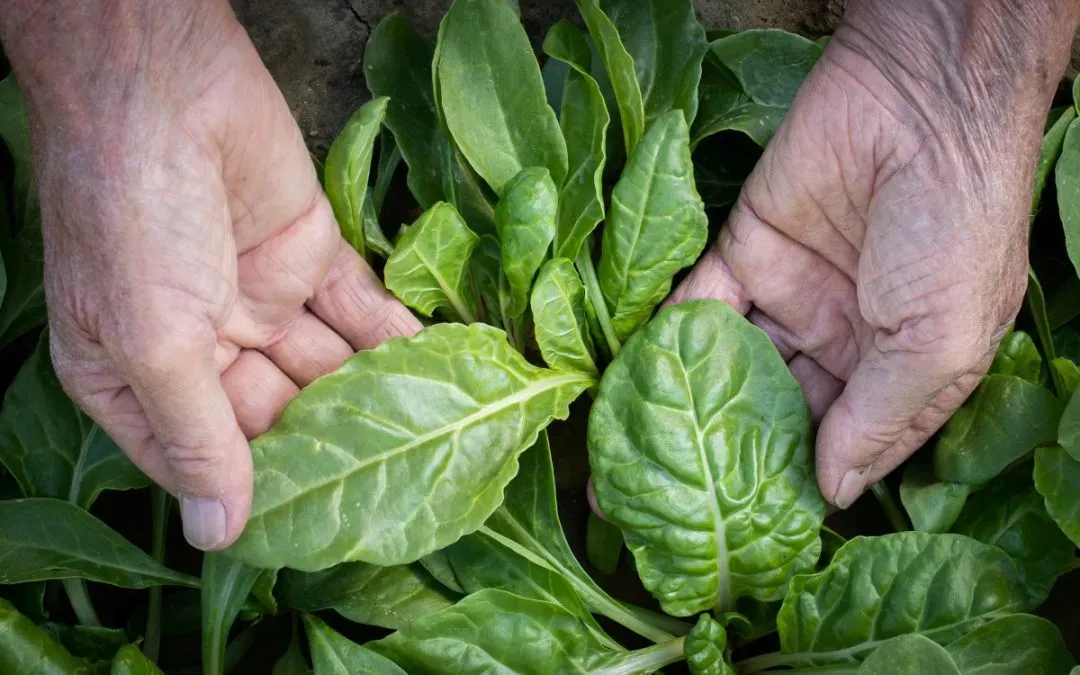 spinacino-orogel-icolti-in-tavola