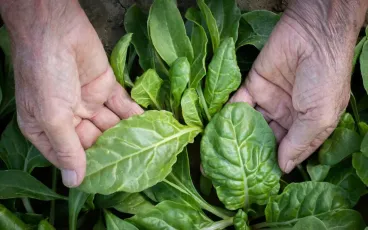 spinacino-orogel-icolti-in-tavola