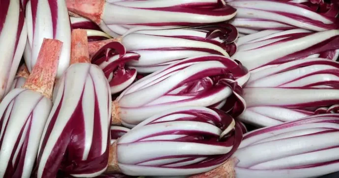 radicchio-rosso-di-treviso