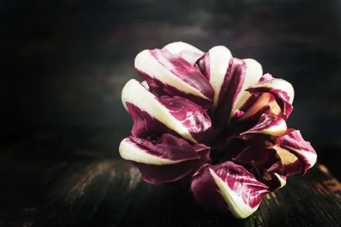 radicchio-tardivo-rosso