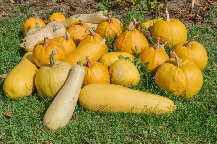 zucca-gialla-verdura